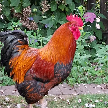 Bei Greta 35 Marl (Recklinghausen)